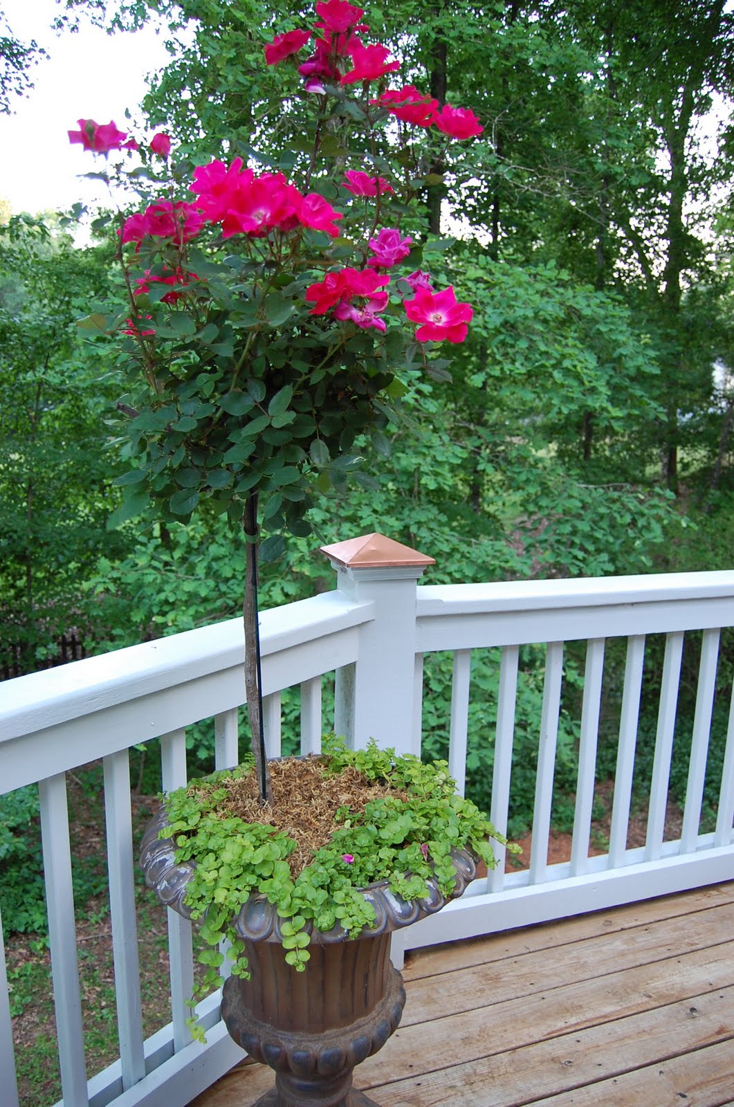 Celebrating Pink Saturday with Knockout Roses betweenn