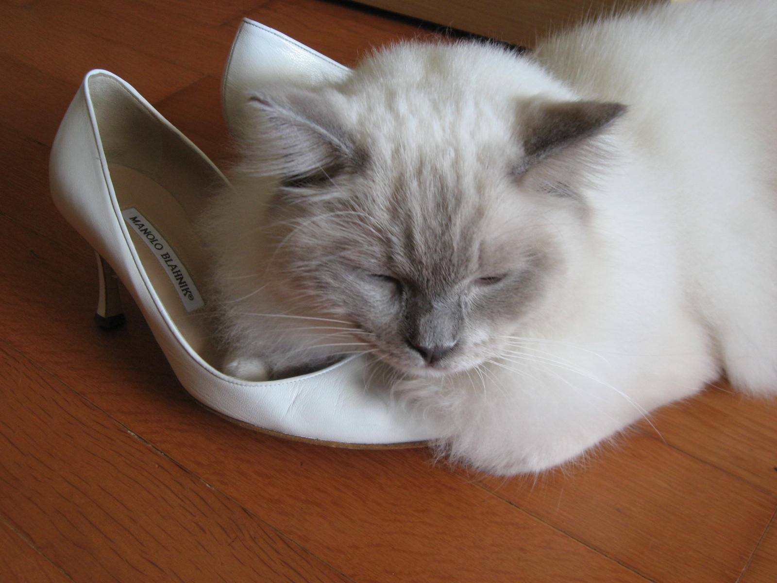[Shoe+fetish.JPG]