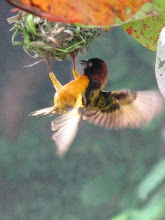 Weaver bird!