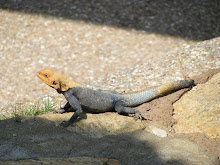 Lizards, lizards everywhere