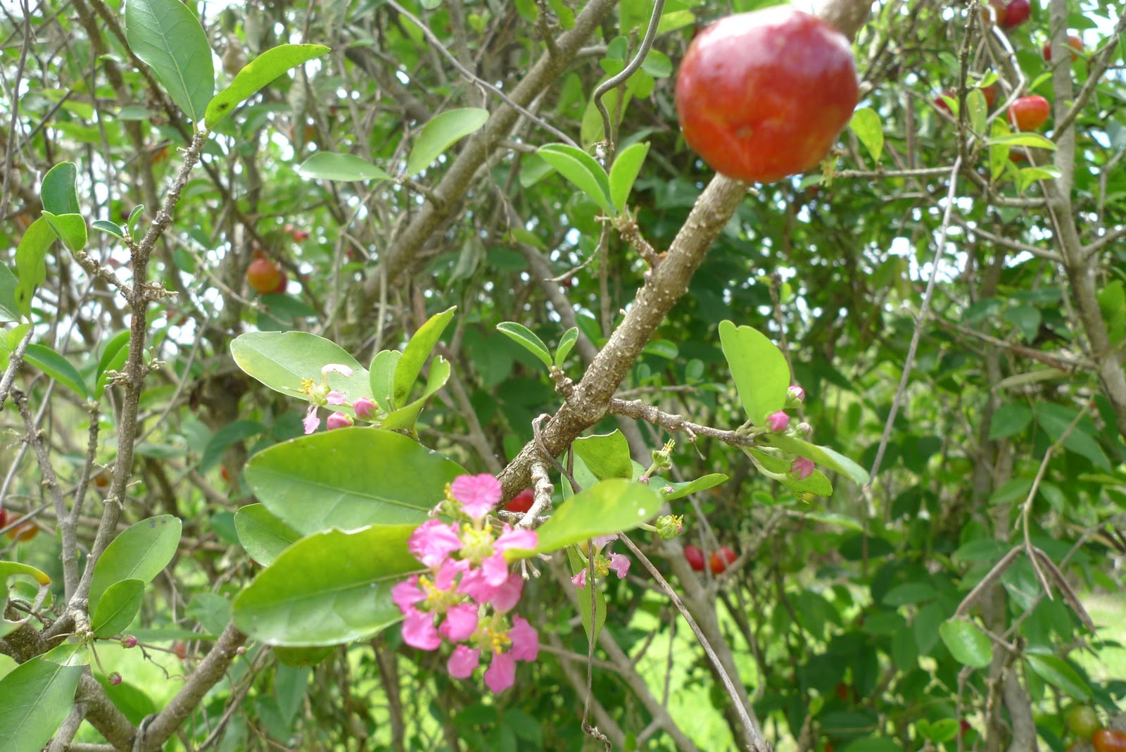 Dr. Fielder's Blog: Fruits of Our Labours