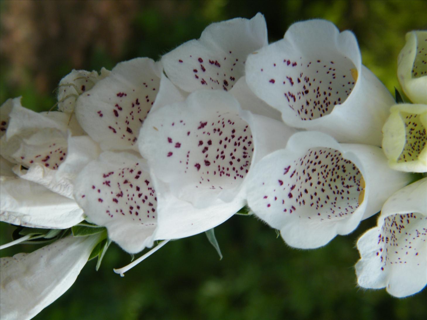 My Photography Blog Uttarakhand Flowers