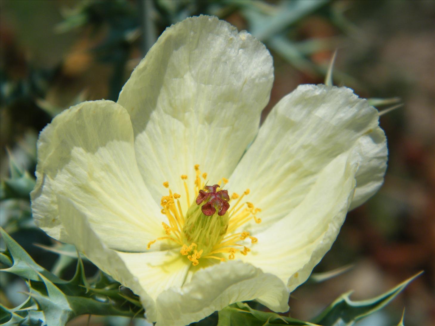 My Photography Blog Uttarakhand Flowers