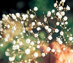 breath flower wallpapers flowers babys gypsophila