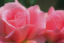 [Flipped+the+image+horizontally.jpg]