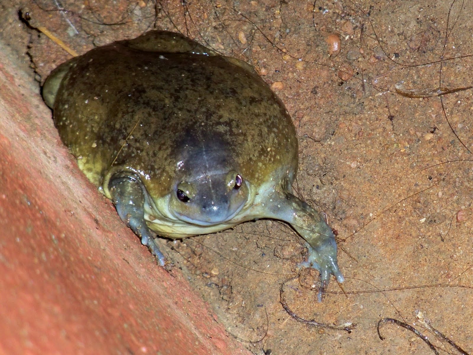 Aliza's Adventures in India Monsoon Nightmare