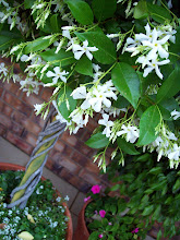 Topiary Star Jasmine