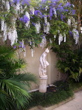 Purple Wreath Vine entwined with White Wisteria
