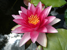Pink waterlilly