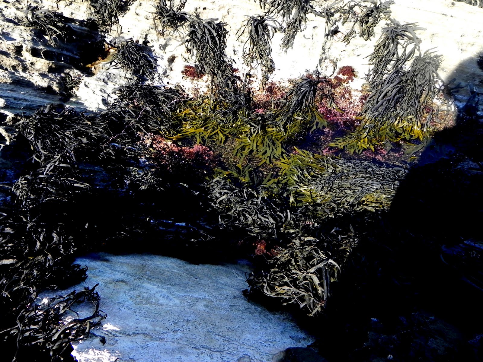 Light Impressions San Pedro Tide pools