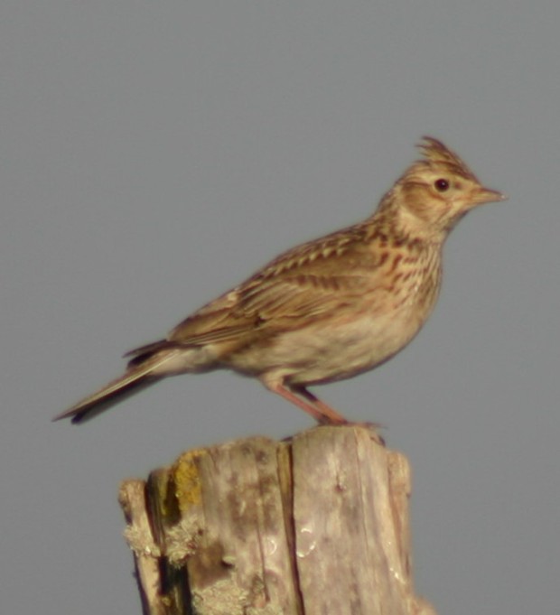 [Cotovia%20de%20poupa.jpg]