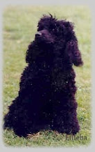Janca, min andre puddel 1974