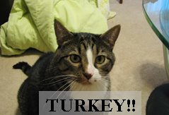 [Turkey2.bmp]