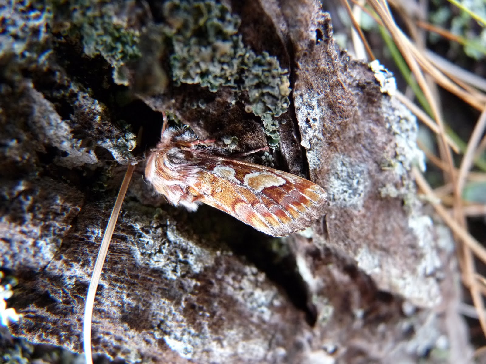 The Flanders Moss Bog Blog The Search For Belly Button Fluff