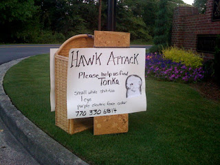 Robert's Updates: Hawk Attack!!!