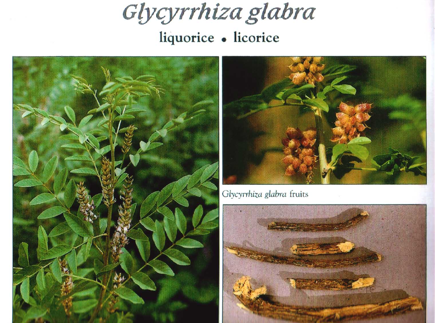 Medicinal Herbs Glycyrrhiza glabra