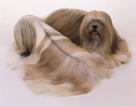 Lhasa Apso