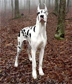 Gran Danes ( leonado, Negro, azul, atigrado, arlequin)