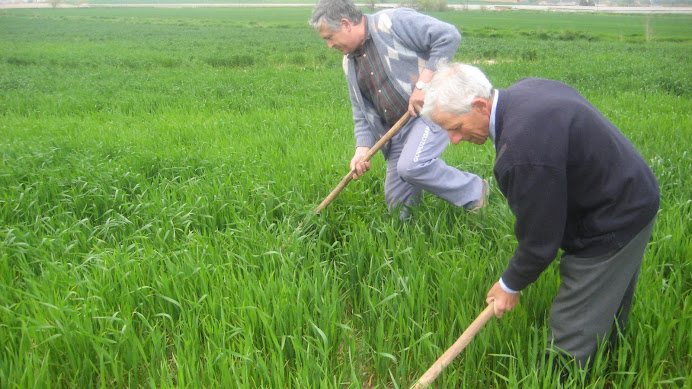 En Joan de la Fàbrica i en Josep de Pratdesaba herbejant el camp de blat