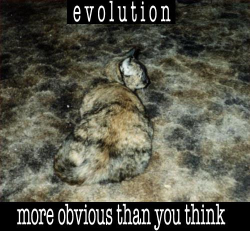 [evolution.jpg]