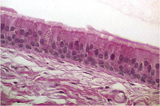 Tejido epitelial de revestimiento visto al microscopio.