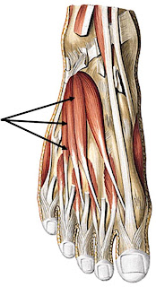 Partes de los musculos del pie