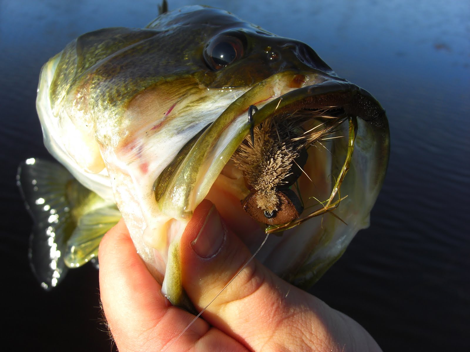 Fish Eat Flies Day 1 field testing in GA.