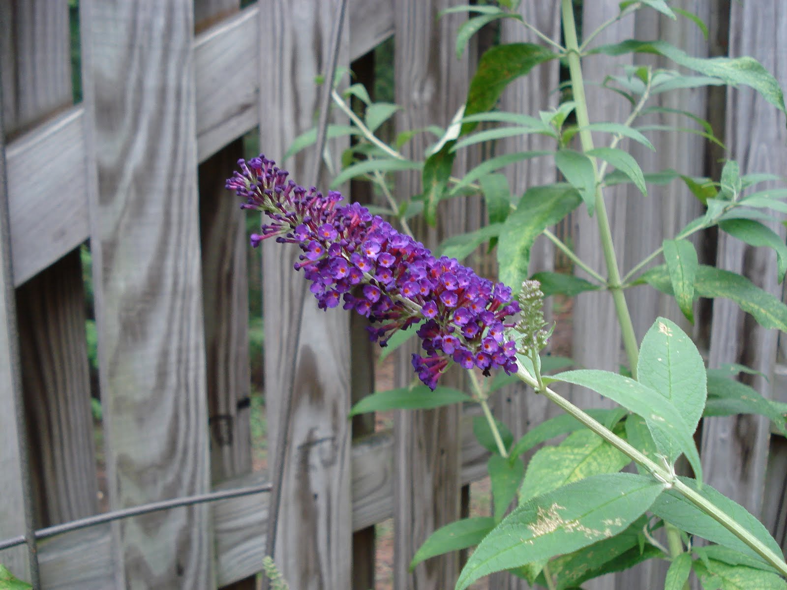 Bumble Lush Garden Butterfly Bush and Beans in Bloom
