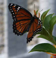 Florida Viceroy Butterfly