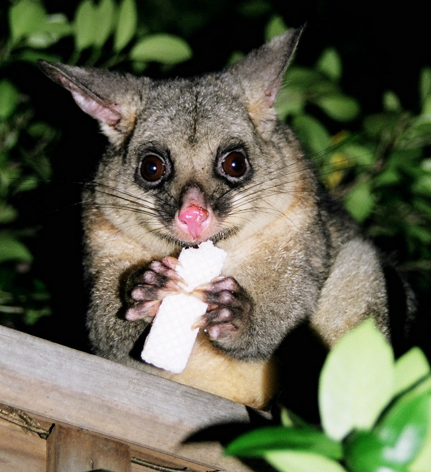 title or description