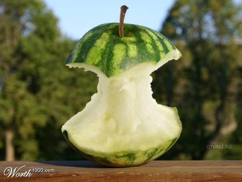 [transgenicos47.jpg]