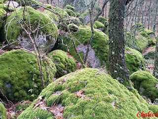 musgo en el valle del jerte