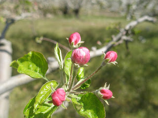 Primavera en el valle del jerte