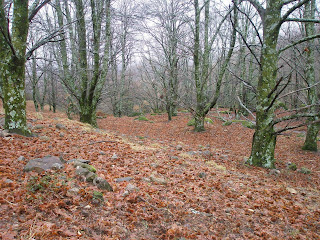 otoño en el valle del jerte