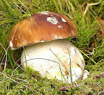 boletus edulis