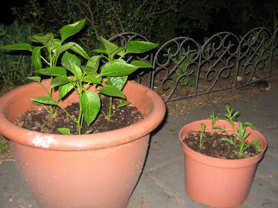 Container Gardening For Small Spaces