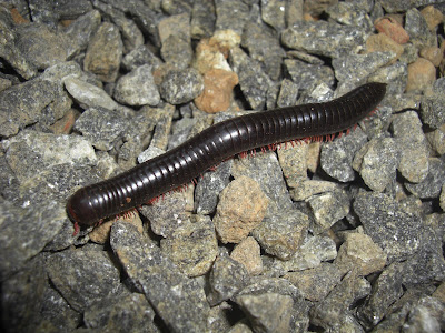 Photography & Me: Many-Legged Invertebrates