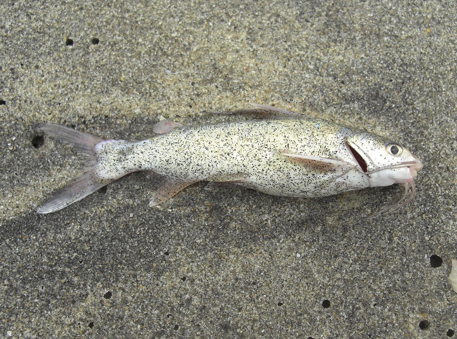 Photography & Me: A Semi-Flat Shark