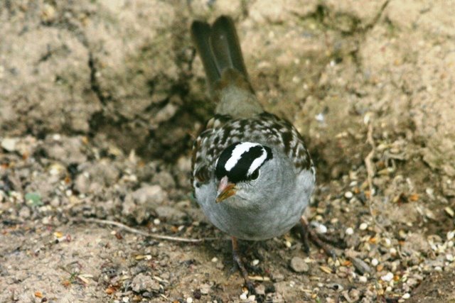 [white-crowned+sparrow+080507+(4).jpg]