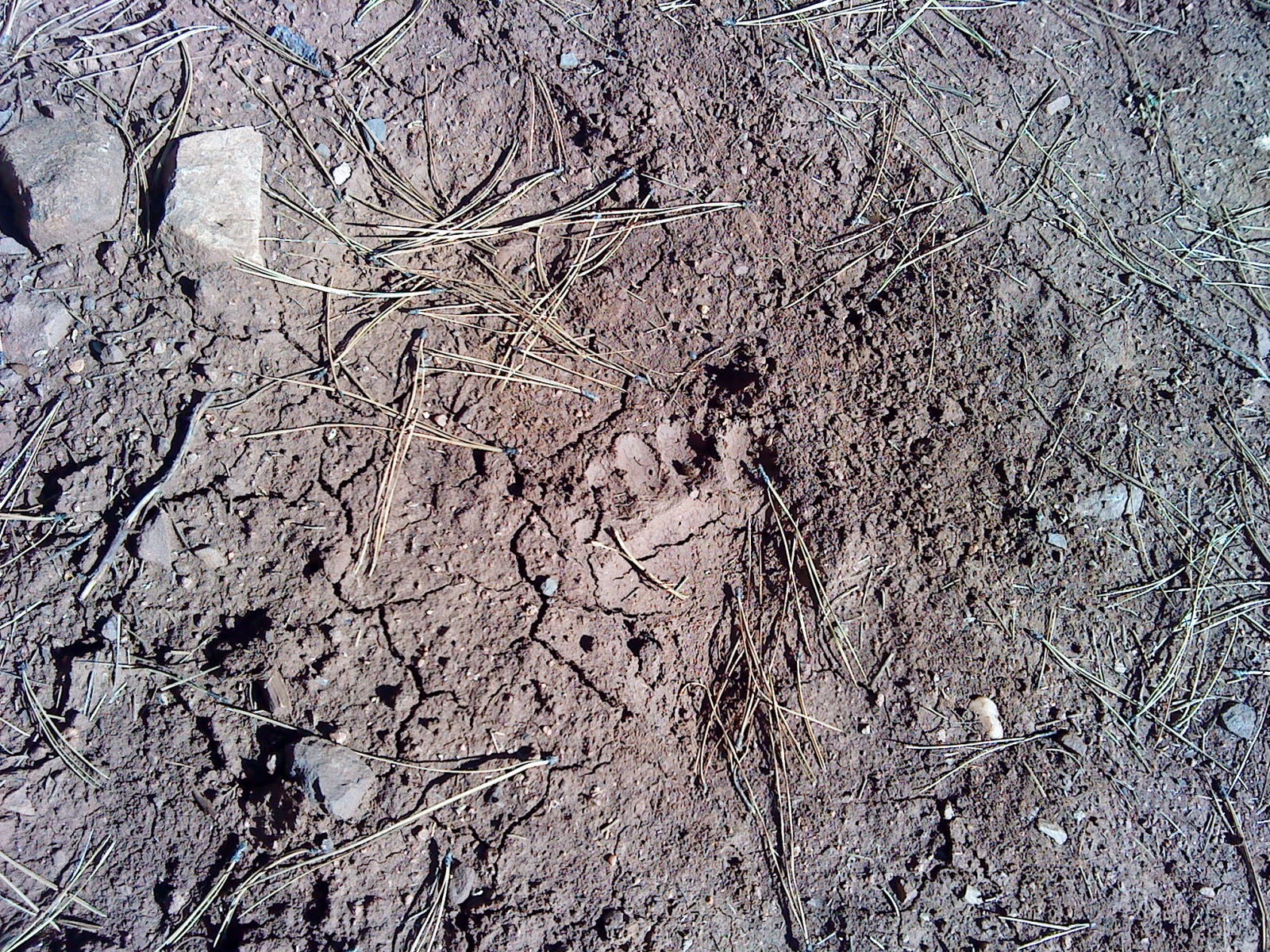High Desert Dirt Glorieta Baldy