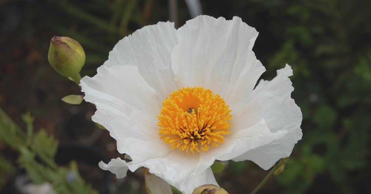 GardenScaping Matilija Poppy, The Fried Egg Plant