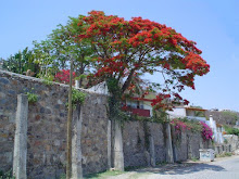 Galeana tree in bloom