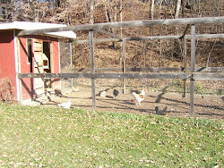 coop chicken stream valley
