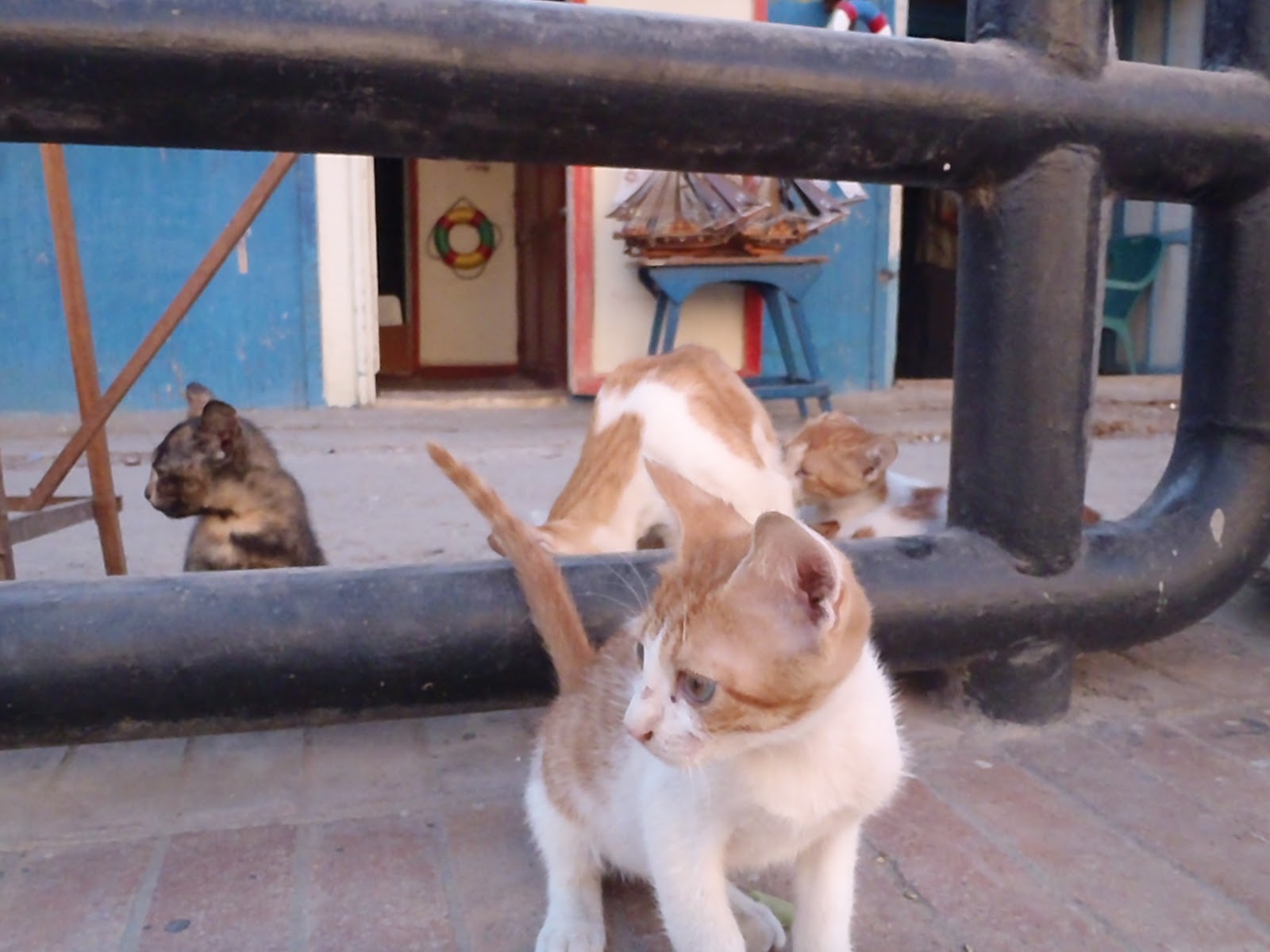 MY LATEST ADVENTURE AROUND EGYPT: cats in egypt
