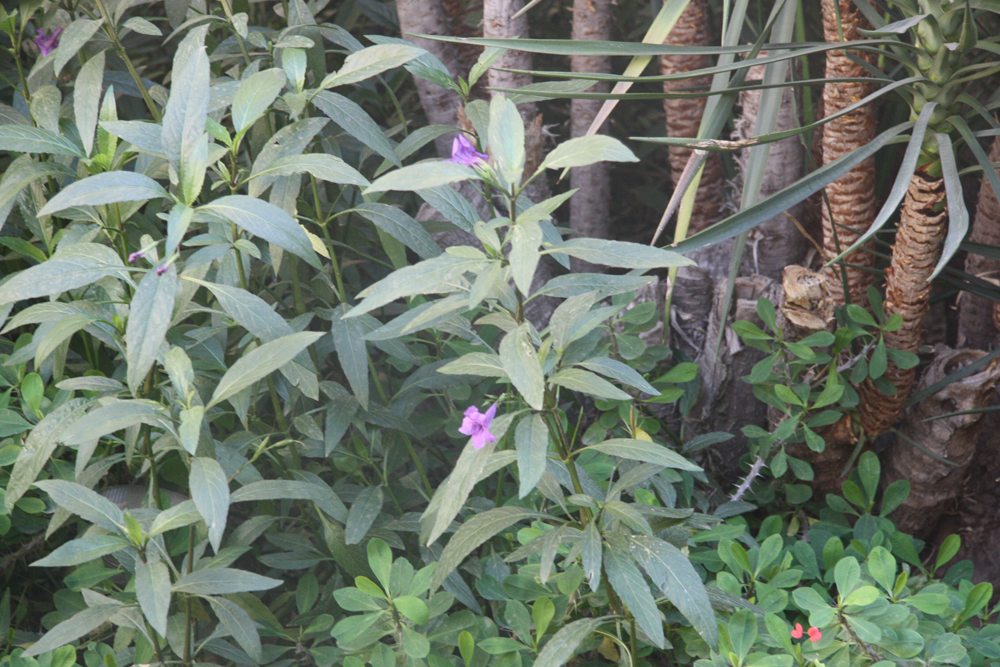 Plants in Egypt: plants around luxor egypt