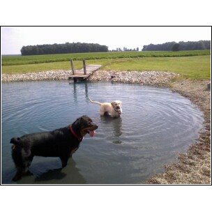 Abby and Doc swimming