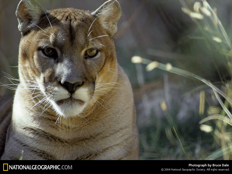 mountain lion tweaks mountain lion tweaks