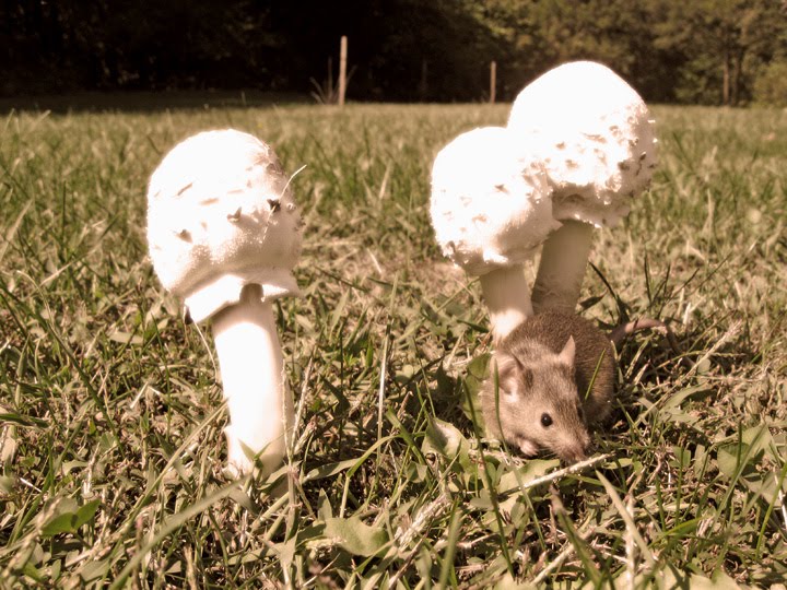 Matthew Fels Pet Mouse With Mushrooms