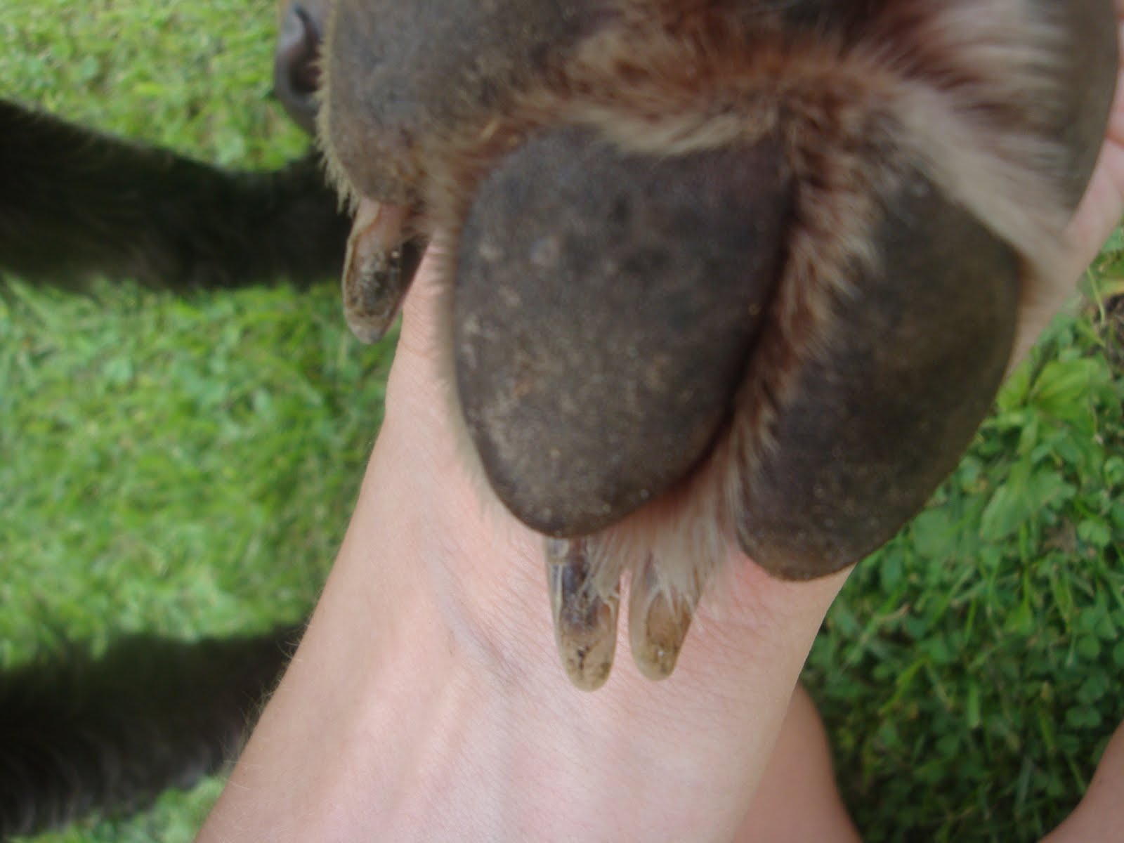 Finding the Way Home: How to trim a dog's nails