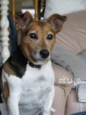 Jack russel terriern Selma